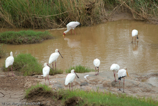 Schmalschnabellöffler (1 von 4).jpg